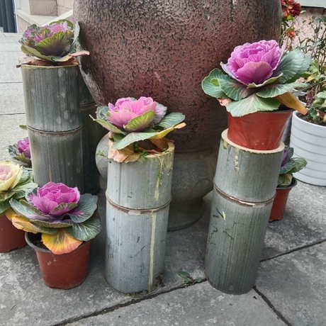 زارع الخيزران الأخضر.jpg