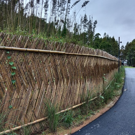 سياج بامبو.jpg